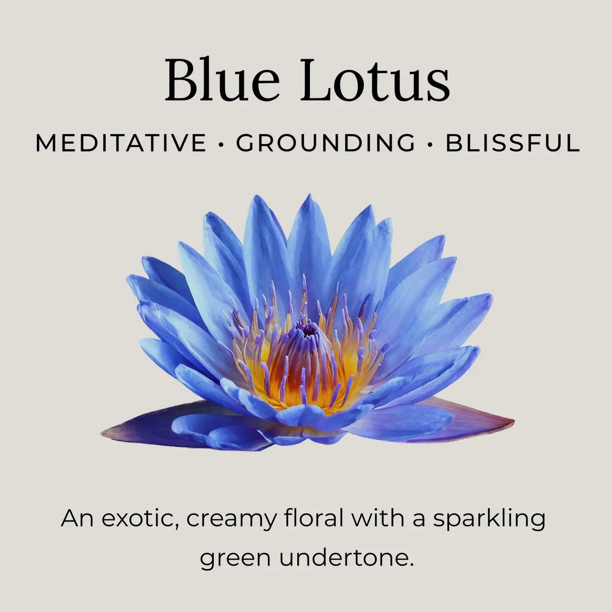 Little Seed Farm Natural Deodorant Cream | Blue Lotus