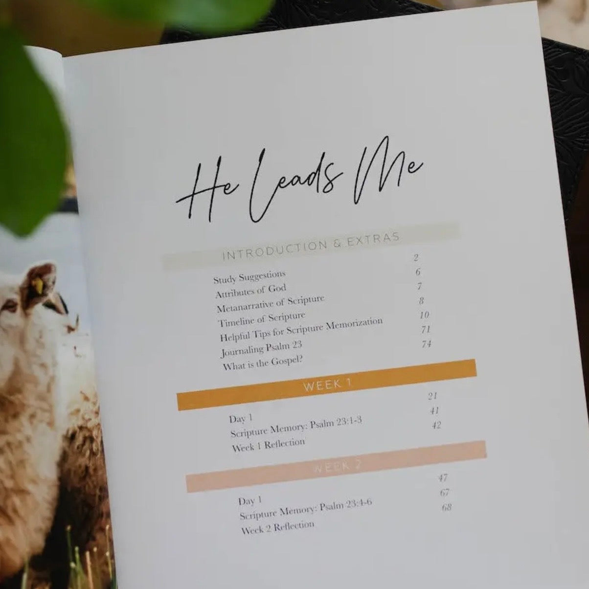 Bible Study | He Leads Me - Psalm 23