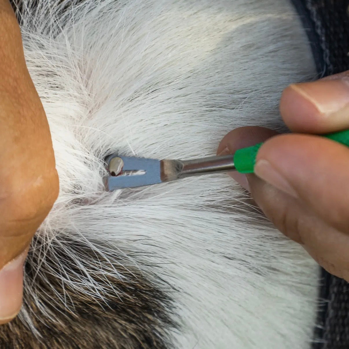 TickCheck Premium Tick
Remover Kit