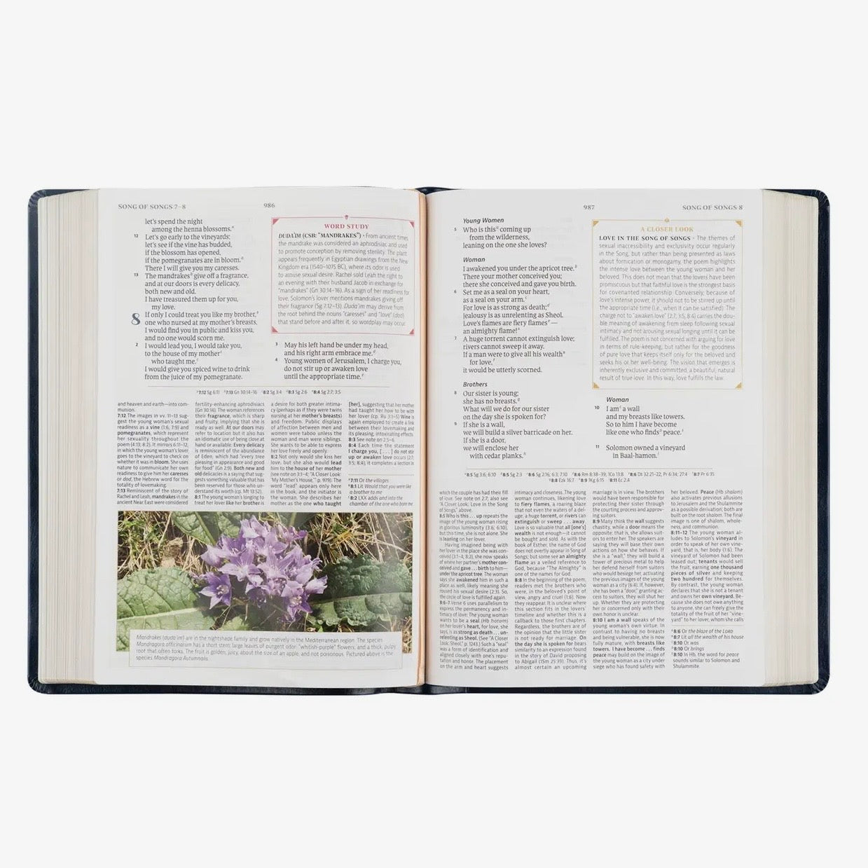 CSB Women's Study Bible | Versailles