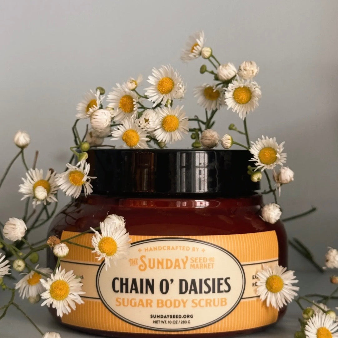 Sugar Body Scrub | Chain O’ Daisies