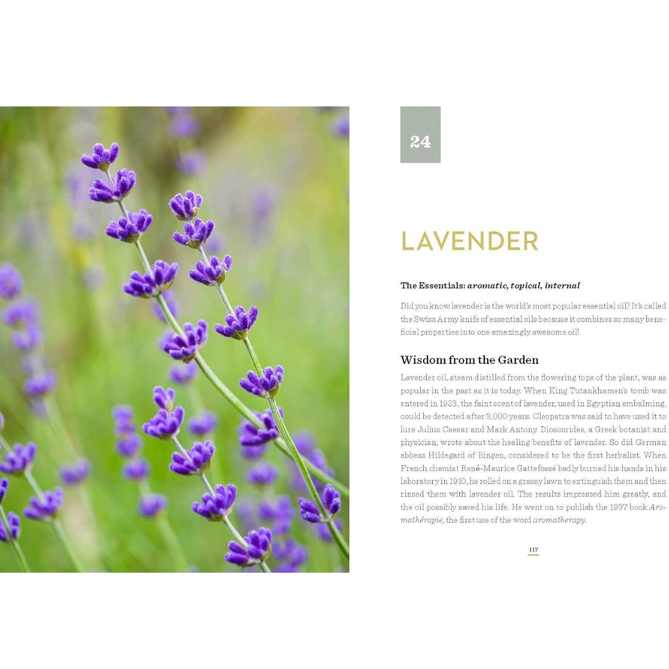 It All Began in a Garden: A Practical Guide to God’s Gift of Essential Oils