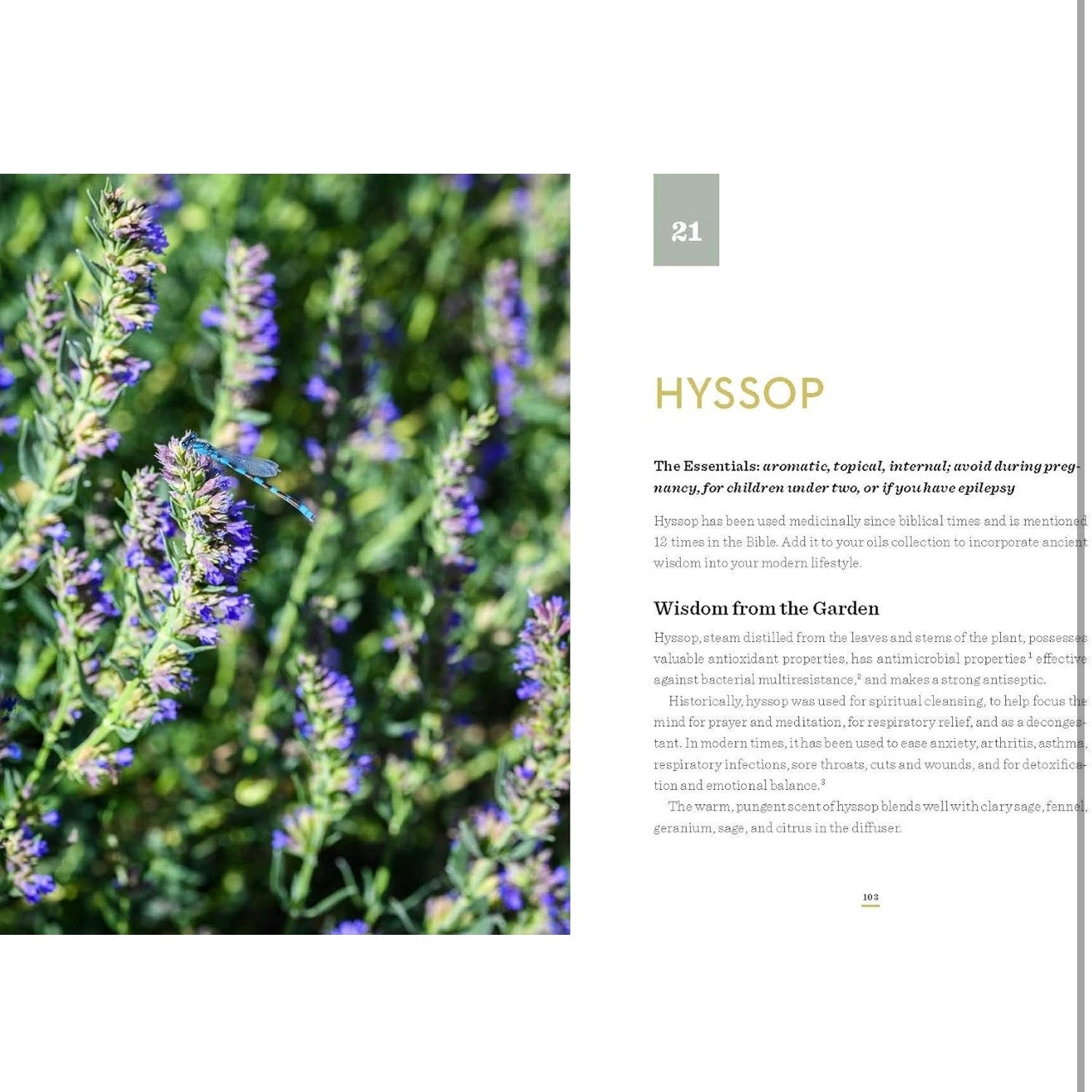 It All Began in a Garden: A Practical Guide to God’s Gift of Essential Oils